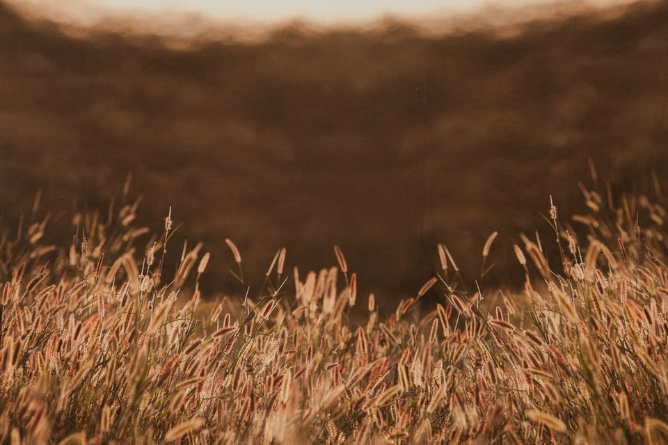 Wheat Field Background