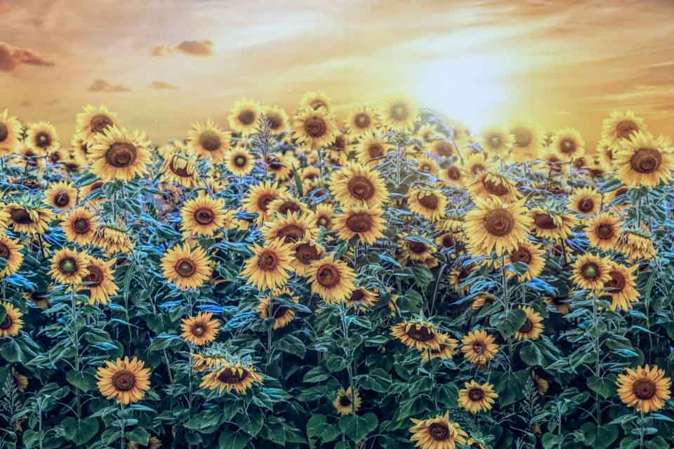 Sunflower Field Background